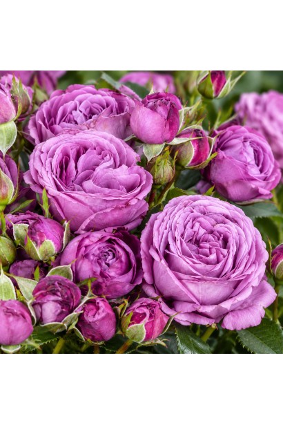 Rose Блу Скай Фрілендер квіти